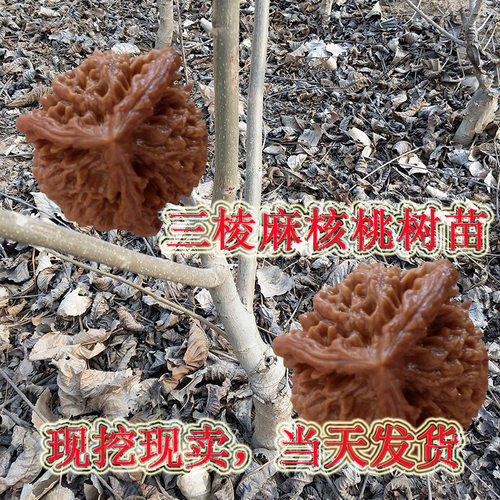 文玩狮子头磨盘闷尖现挖四棱矮桩三棱麻核桃挂果四座楼一年生树苗 - 图0