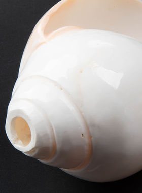 尼泊尔海螺佛家左旋生物