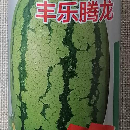 丰乐腾龙西瓜种子 中晚熟西瓜种籽 抗性强易坐果 大红瓤脆甜多汁 - 图0