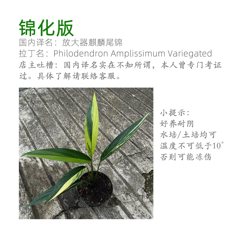 放大器麒麟尾锦ADA山崎桂山崎贵挺水性稀有阴性植物淡水鱼缸造景 - 图1