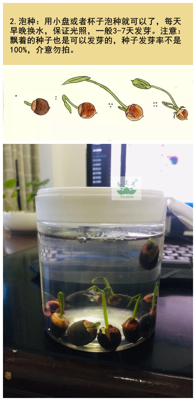 南京艺莲苑碗莲型荷花混发种子专拍链接 不标记母本 - 图1