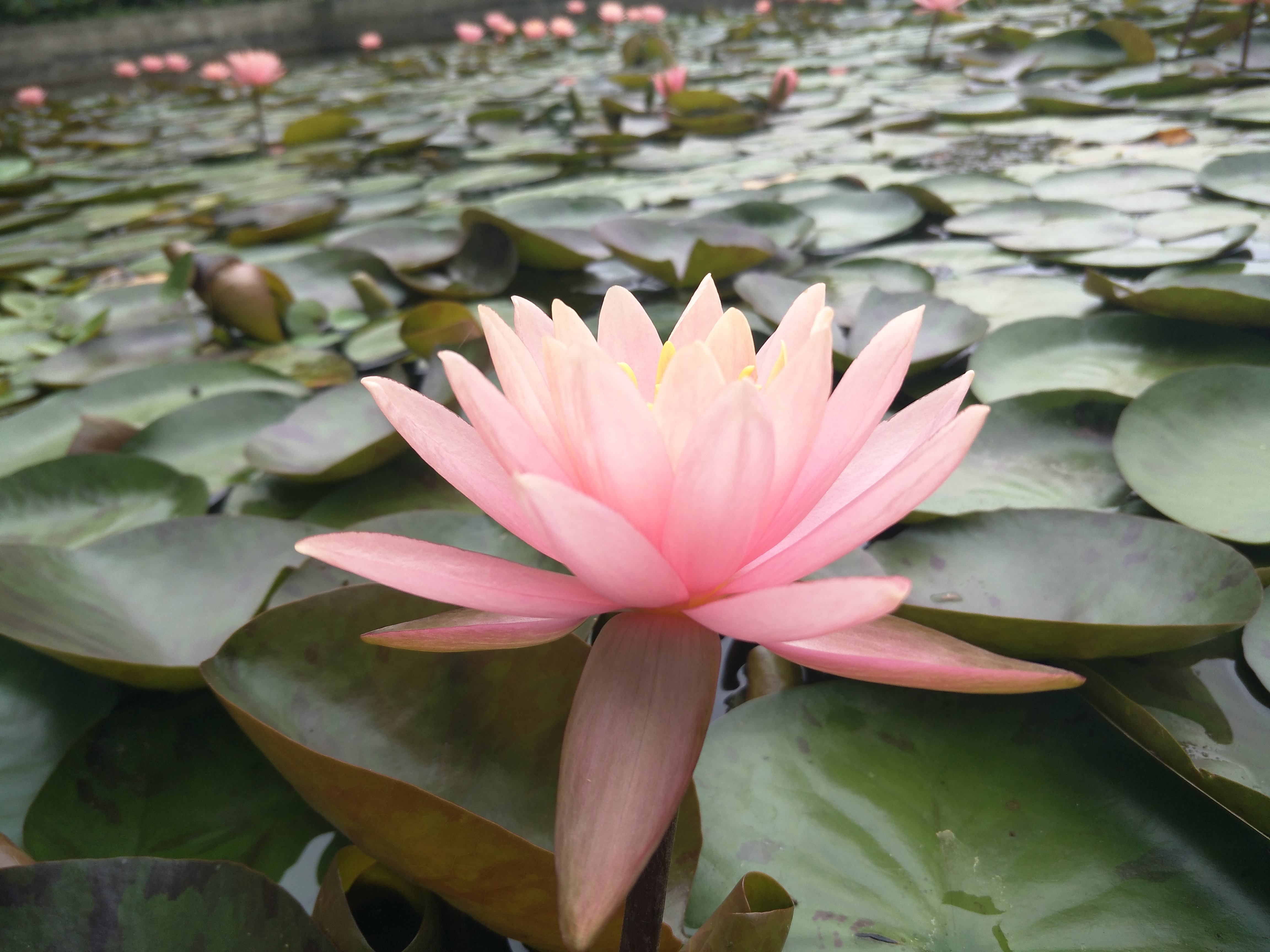 南京艺莲苑中大型耐寒睡莲根块苗【普拉凯撒德】大花可盆栽池栽 - 图1