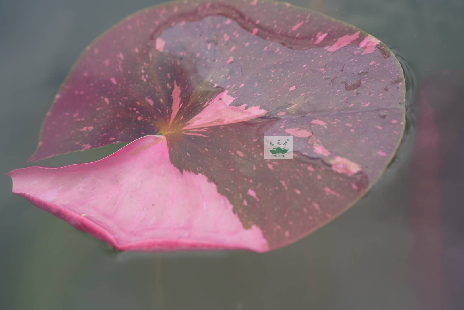 水生花卉南京艺莲苑中大型耐寒睡莲根块苗【绝色佳人】叶艺嵌色莲 - 图0