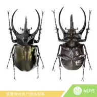 兜虫标本 新人首单立减十元 21年8月 淘宝海外