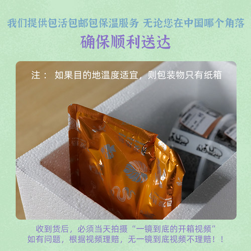 牧野虫社黑金刚姬兜独角仙甲虫宠物昆虫活物成虫幼虫活体甲壳虫子 - 图2