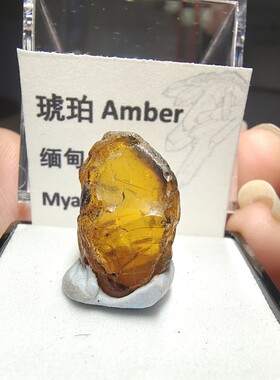 抚顺琥珀全皮矿物晶体收藏