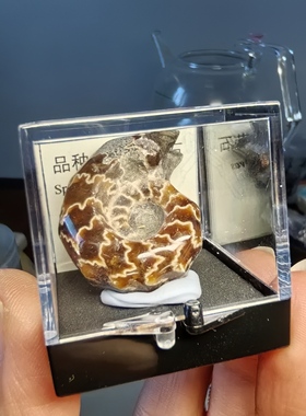 窦维雷菊石化石玛瑙化古生物天然地质博物馆标本礼品科普教学