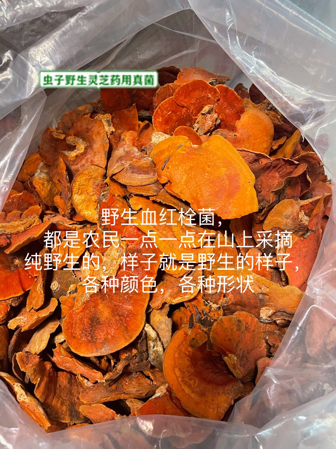 野生朱红栓菌血红栓菌朱砂菌学名：红栓菌枫菌（很多人叫牛樟芝） - 图1