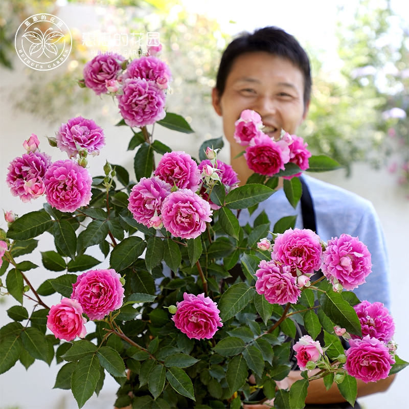 惠惠的花园灌木勤花月季花苗天方夜谭浓香型观花卉盆栽绿植玫瑰 - 图1