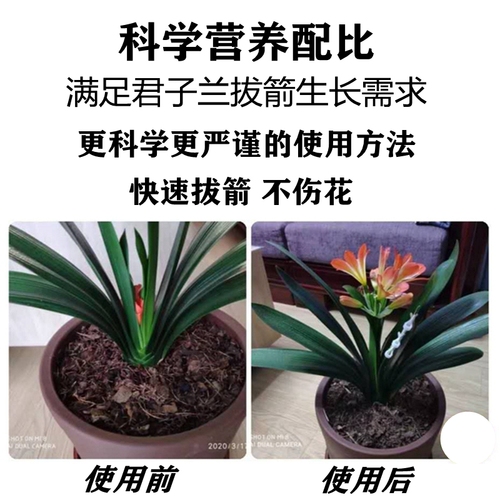 君子兰拔箭剂夹箭灵促箭剂防止夹箭专用肥料抽剑开花营养液催花箭