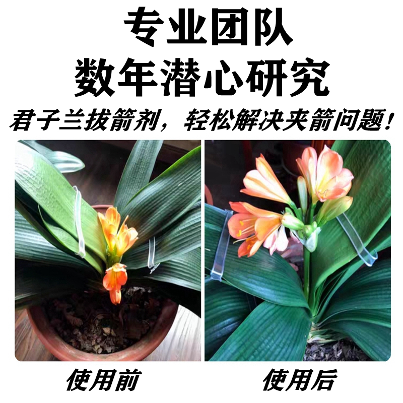 君子兰拔箭剂夹箭灵促箭剂防止夹箭专用肥料抽剑开花营养液催花箭-图1