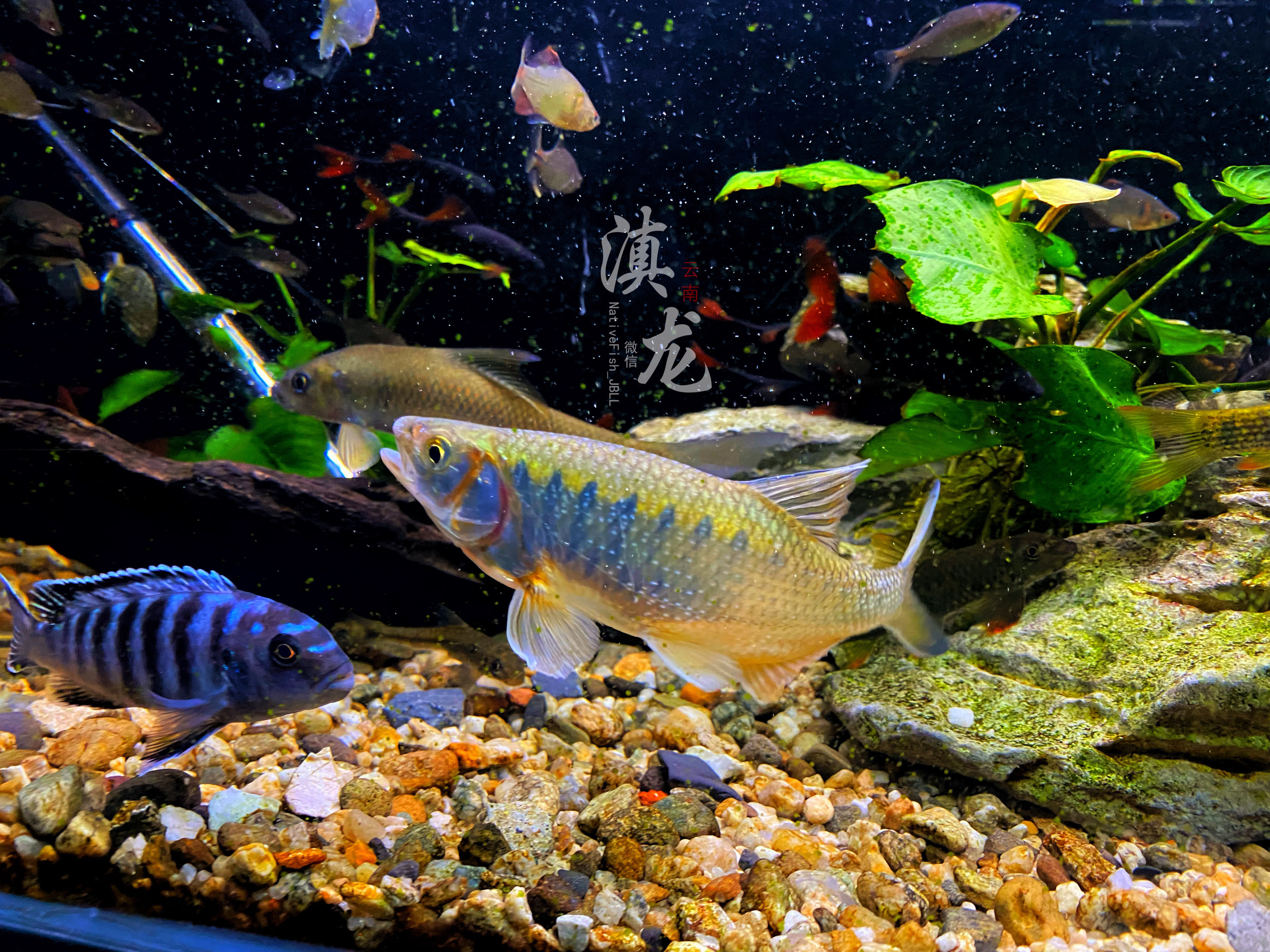 滇西低线鱲丽色低线鱲云南高端原生鱼观赏鱼长鳍马口宽鳍鱲冷水鱼_虎窝淘