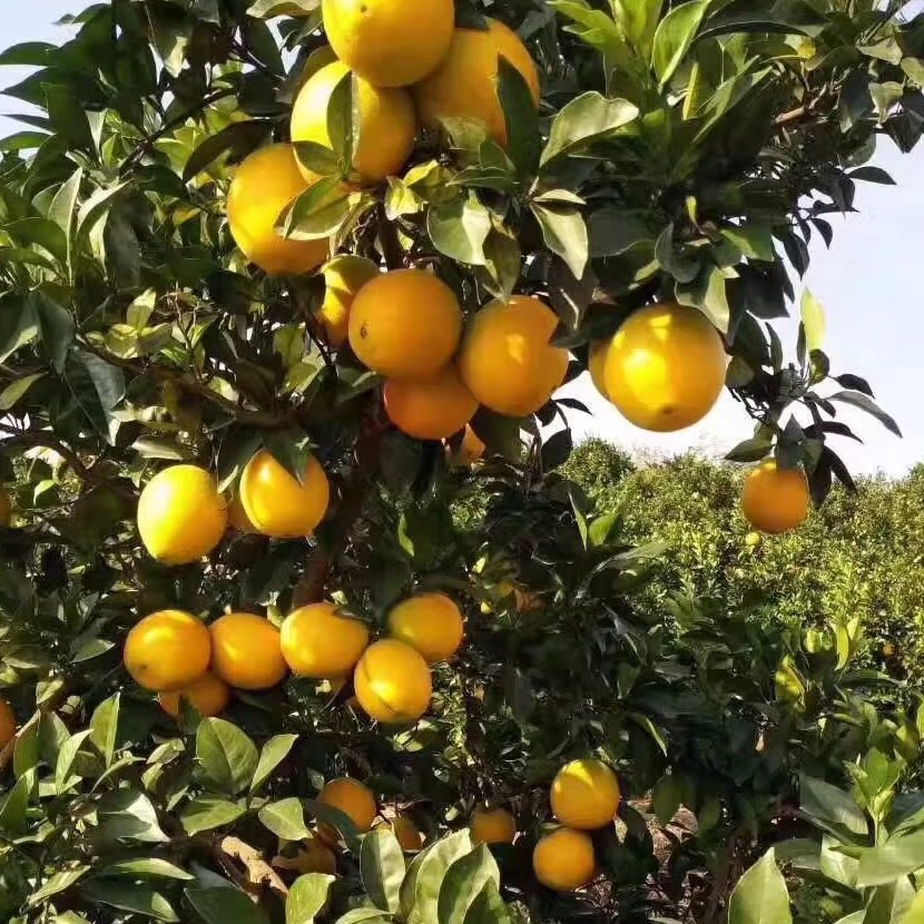 泰顺百丈 脐橙 橙子新鲜水果 大果包邮优质蜜甜柑橘 冰糖橙,淘宝优惠券,粉丝福利购,淘宝优惠卷