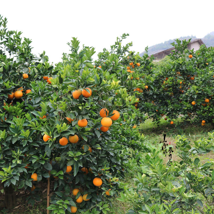 泰顺百丈 脐橙 橙子新鲜水果 大果包邮优质蜜甜柑橘 冰糖橙,淘宝优惠券,粉丝福利购,淘宝优惠卷