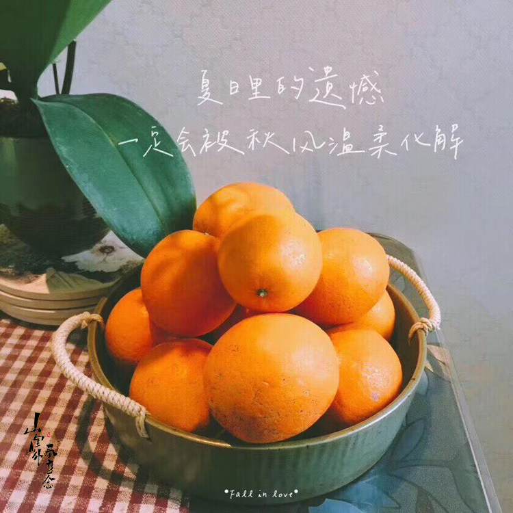 泰顺百丈 脐橙 橙子新鲜水果 大果包邮优质蜜甜柑橘 冰糖橙,淘宝优惠券,粉丝福利购,淘宝优惠卷