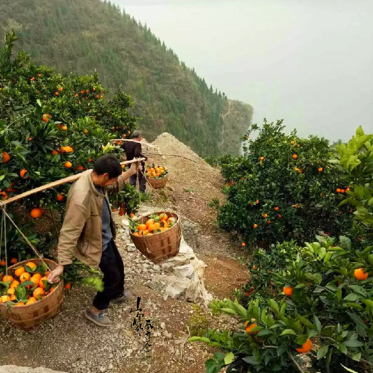 泰顺百丈 脐橙 橙子新鲜水果 大果包邮优质蜜甜柑橘 冰糖橙,淘宝优惠券,粉丝福利购,淘宝优惠卷