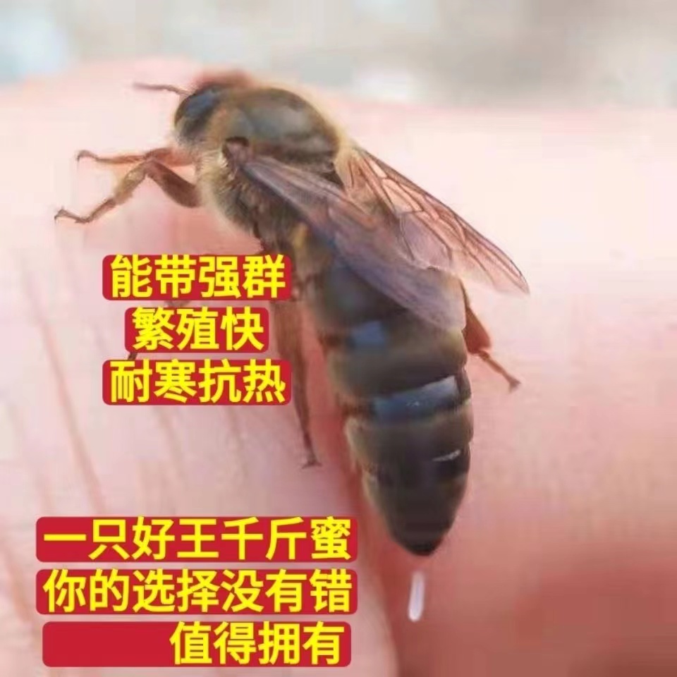 中蜂蜂王种王优质高产蜜蜂活体产卵王双色杂交交尾阿坝黑色处女王-图0