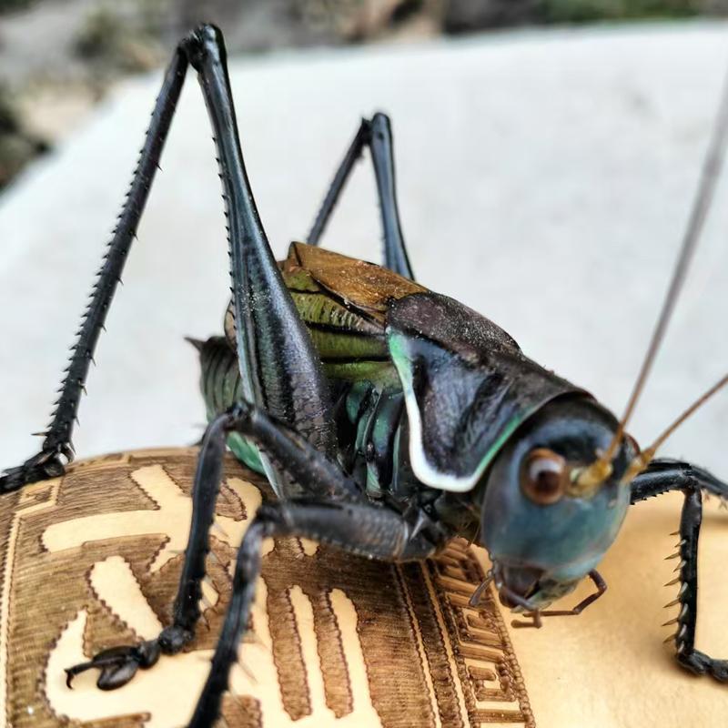 精品活虫带笼子饲料绿叫平谷发鸣虫炮筒新脱铁皮绿蝈蝈蝈蝈山青 - 图1