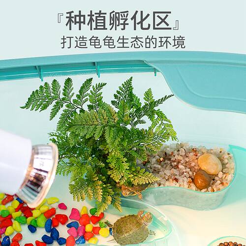 乌龟缸送2只小乌龟活物好家养巴西龟中华草龟花龟幼龟苗宠物龟盆 - 图2