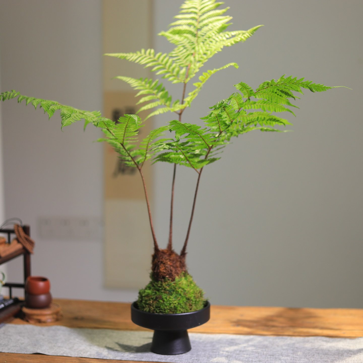 苔藓球绿植水培植物蕨类植物红磷蕨客厅茶室桌面小盆栽净化空气 - 图3