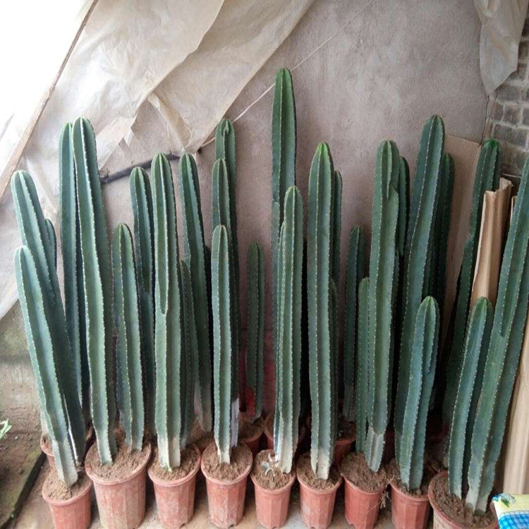 仙人柱 量天尺 仙人掌 无刺天轮柱 室内盆栽植物 抗防辐射 将军柱_虎窝淘