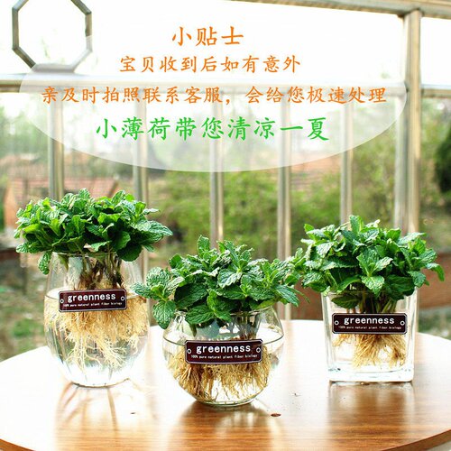薄荷盆栽可食用 水培薄荷驱蚊提神新鲜薄荷叶办公室绿植薄荷苗 - 图1