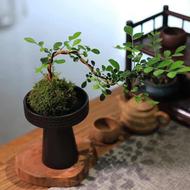 苔藓球绿植水培植物悬崖九里香室内桌面小盆栽茶台植物摆件好养,淘宝优惠券,粉丝福利购,淘宝优惠卷