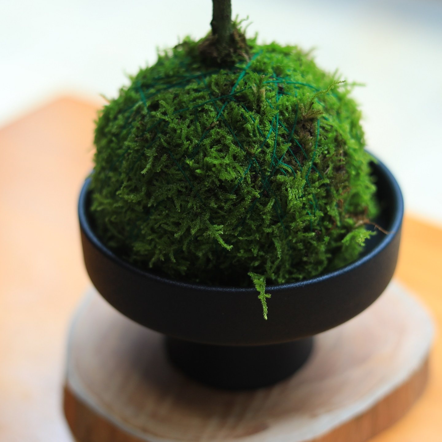 苔藓球绿植造型悬崖九里香盆栽水培植物茶室桌面盆景四季常青花卉,淘宝优惠券,粉丝福利购,淘宝优惠卷