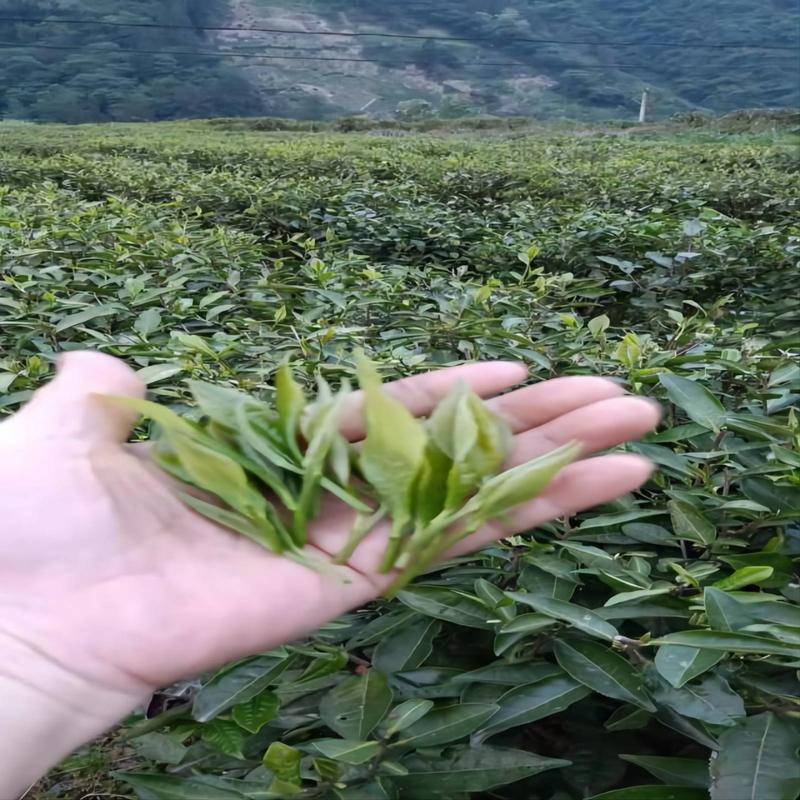 大巴山重庆城口鸡鸣贡茶条形炒青明前绿芽送礼毛峰绿茶250g包邮 - 图1