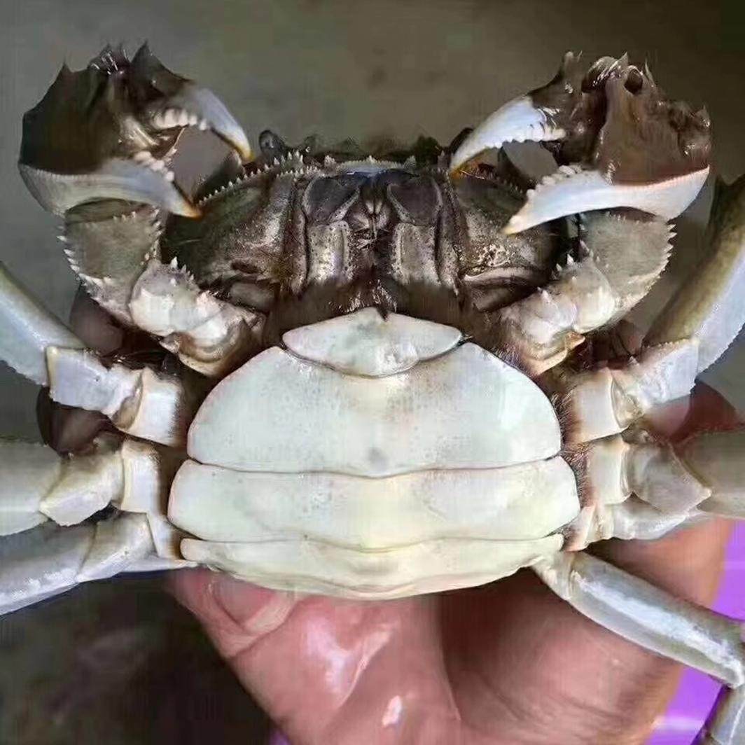 活蟹精品残蟹】固城湖大闸蟹残蟹断脚缺腿蟹促销4-3两鲜活螃蟹4只,淘宝优惠券,粉丝福利购,淘宝优惠卷