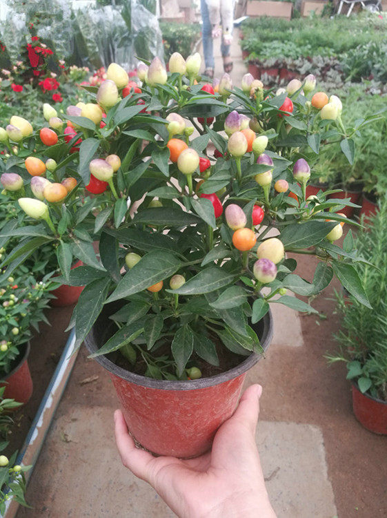 五彩辣椒花苗观赏盆栽彩椒五彩尖椒七彩珍珠椒樱桃椒食用阳台绿植,淘宝优惠券,粉丝福利购,淘宝优惠卷