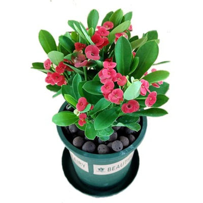 海棠花盆栽花卉观花植物室内花好养四季开花的花绿植铁海棠虎刺梅 虎窝淘