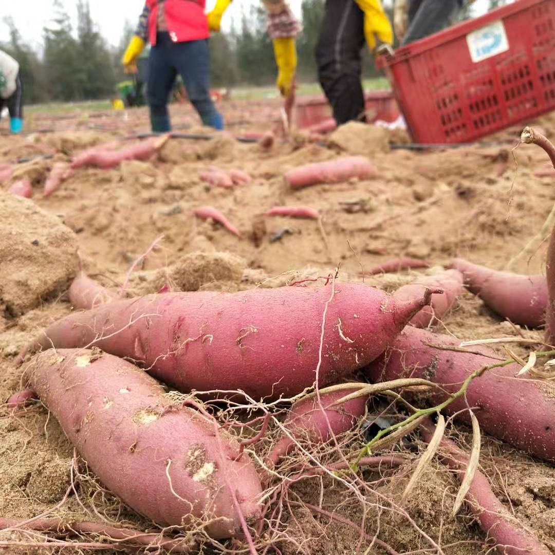 精品鸣门金时地瓜 海南澄迈桥头正宗现挖红薯番薯红苕新鲜果蔬 - 图1