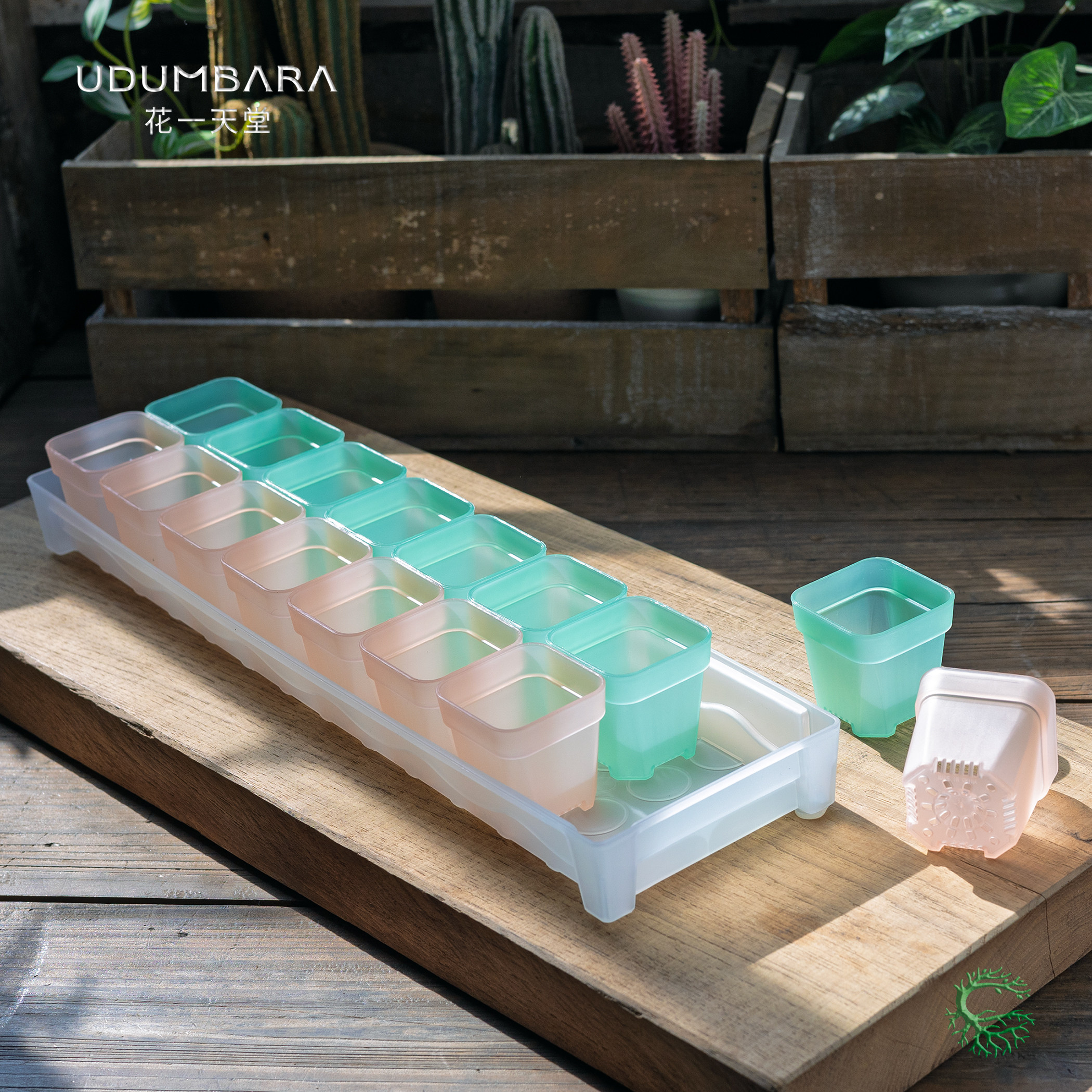 花一天堂加厚5口径半透塑料多肉花盆窗台接水长方形托盘浸盆组合,淘宝优惠券,粉丝福利购,淘宝优惠卷