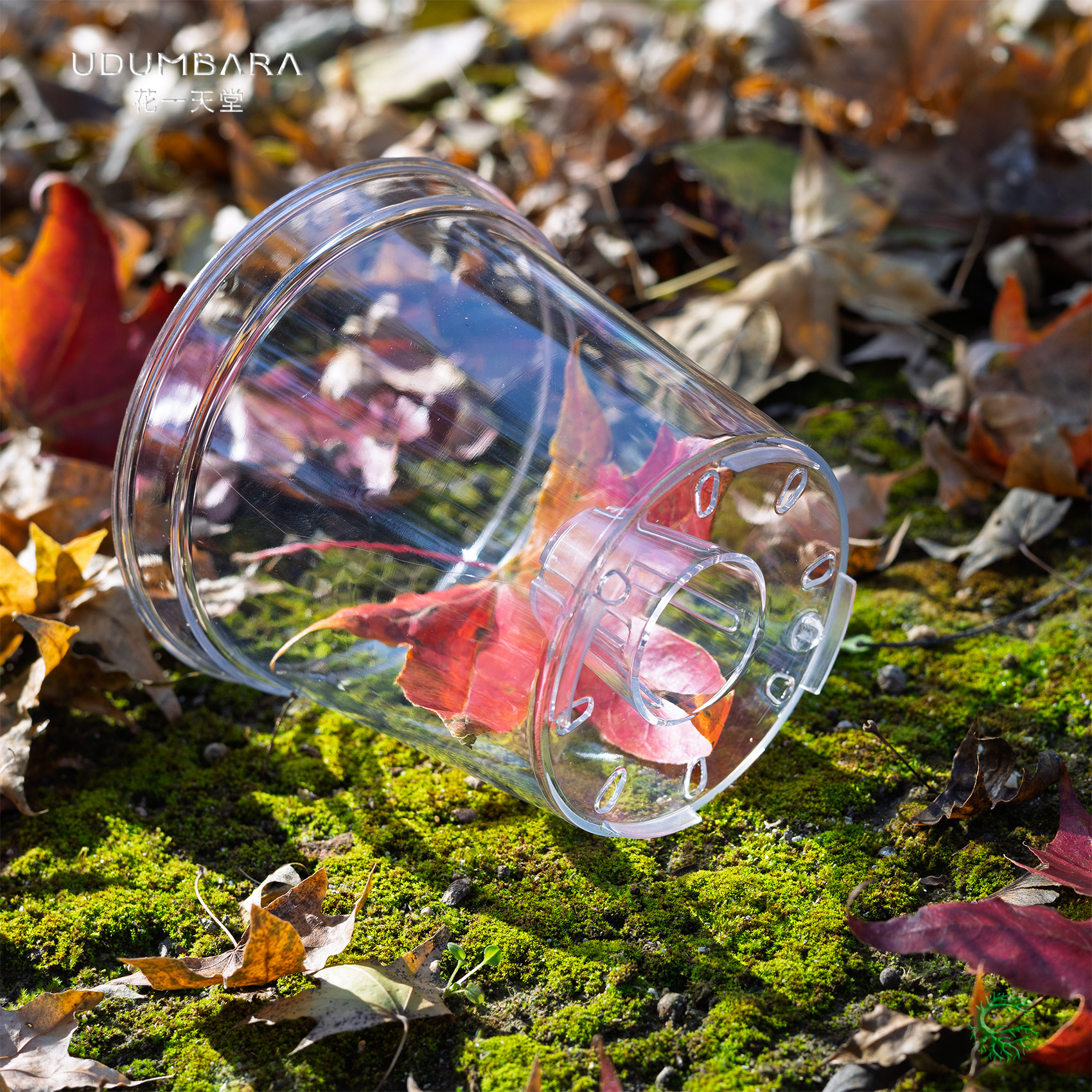 PET高透加厚圆口蝴蝶兰角堇花盆热植花卉盆栽办公桌多肉块球根盆,淘宝优惠券,粉丝福利购,淘宝优惠卷