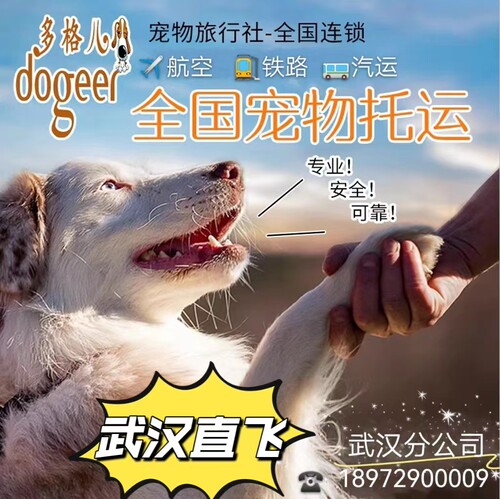 武汉始发宠物托运/随机飞机火车专车/托运猫狗/代办手续服务 - 图0