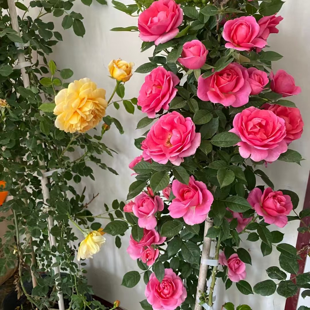 新品爬藤月季，嬉皮士星星，多花勤花品种，爬藤快，花量大,淘宝优惠券,粉丝福利购,淘宝优惠卷