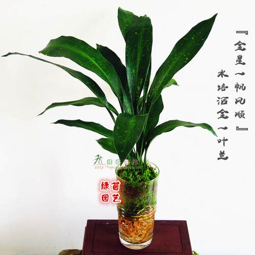 花叶绿叶一叶兰金边室内客厅耐阴洒金盆栽观叶净化空气植物花卉 - 图1
