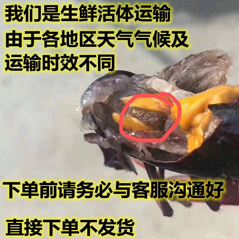 小龙虾苗种虾抱卵青虾活体虾淡水养殖龙虾苗优质苗种小龙虾苗种