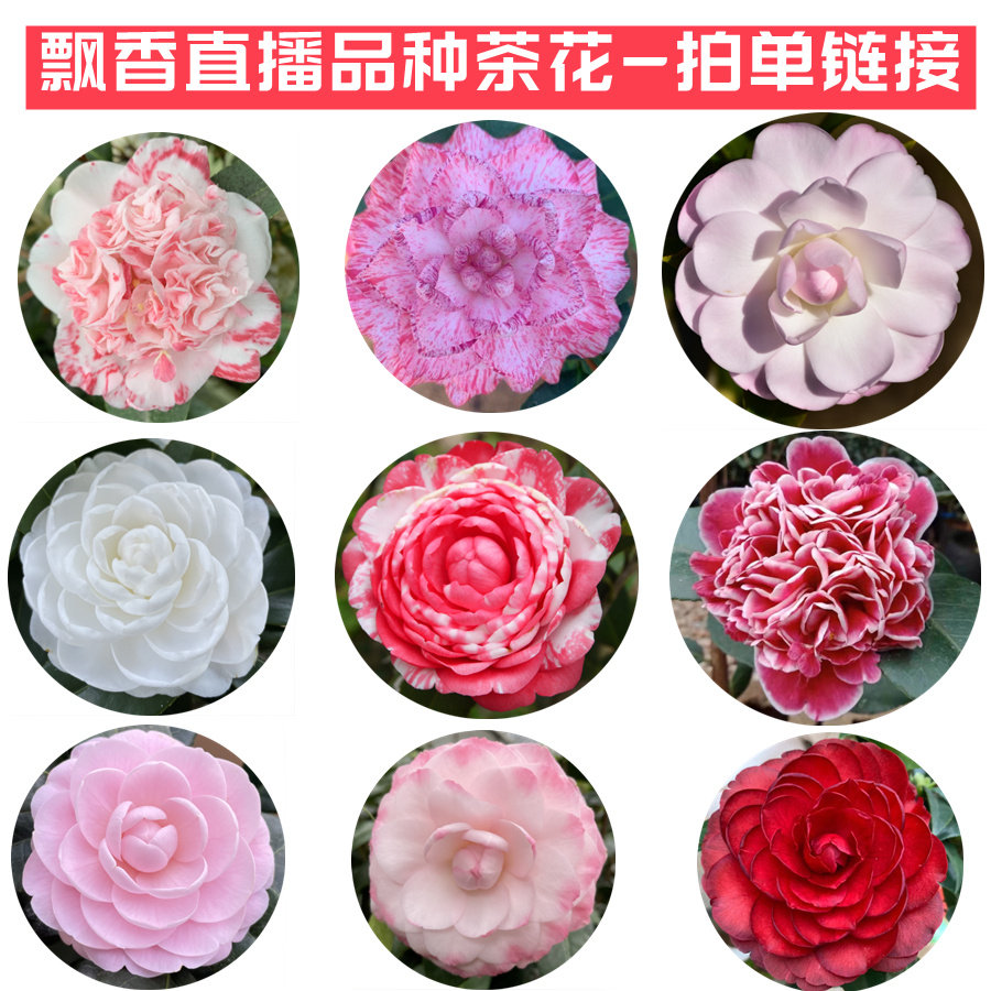 茶花品種 Top 0件茶花品種 23年2月更新 Taobao