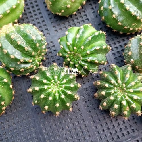 《极光》 丽花《红婵》仙人球美花经典品种包对版多肉植物D15 - 图1