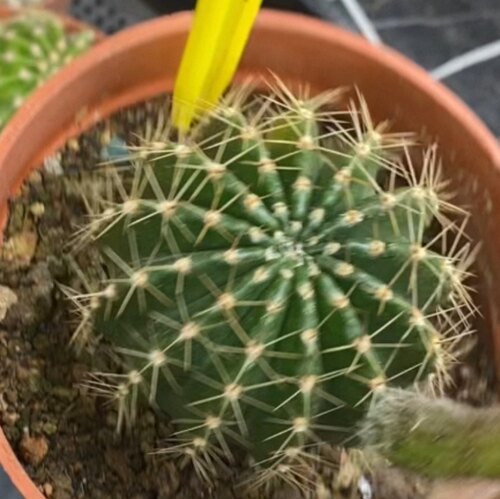 新品《香纱》实生彩草仙人球D0718一物一拍包对版 - 图0