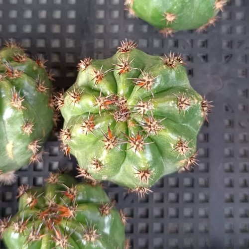 《极光》 丽花《红婵》仙人球美花经典品种包对版多肉植物D15 - 图3