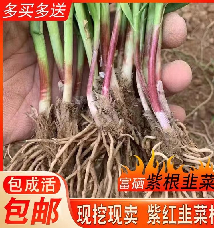 现挖红根宽叶韭菜根苗四季种籽阳台苗紫根盆栽小叶根庭院紫红根苗 - 图1