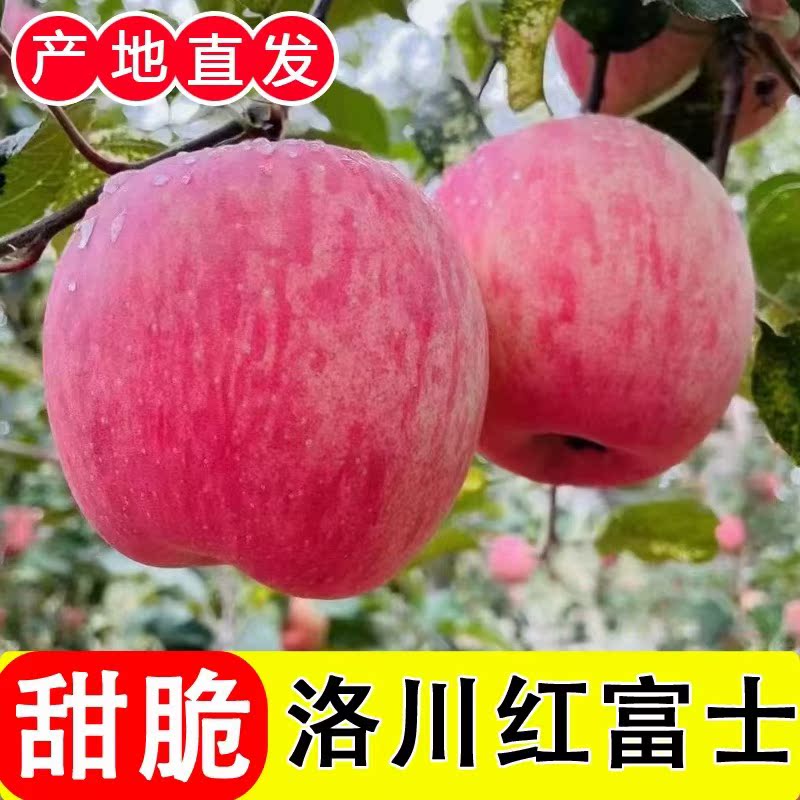 一级精品洛川红富士大苹果脆甜多汁陕西正宗新鲜水果源头产地直发 - 图3