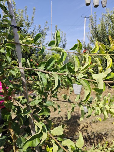 苹果树坠枝器定型器拉枝器弯枝器开角器柑橘压枝拨枝别枝器开角器 - 图3
