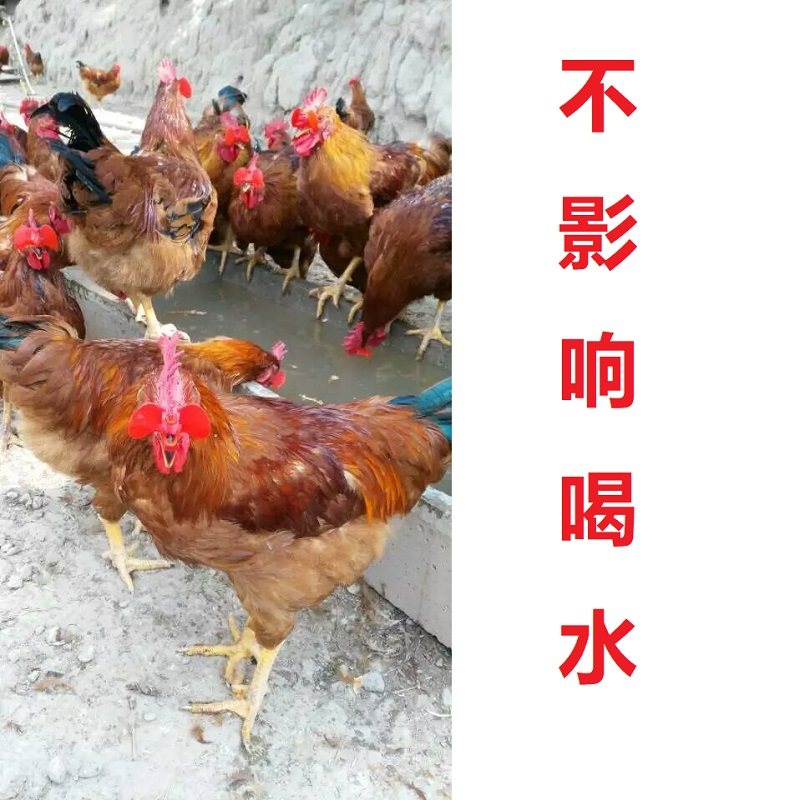 鸡眼罩镜 鸡戴防啄眼镜 无栓鸡眼镜山鸡防啄眼镜孔雀防啄眼罩卡式,淘宝优惠券,粉丝福利购,淘宝优惠卷