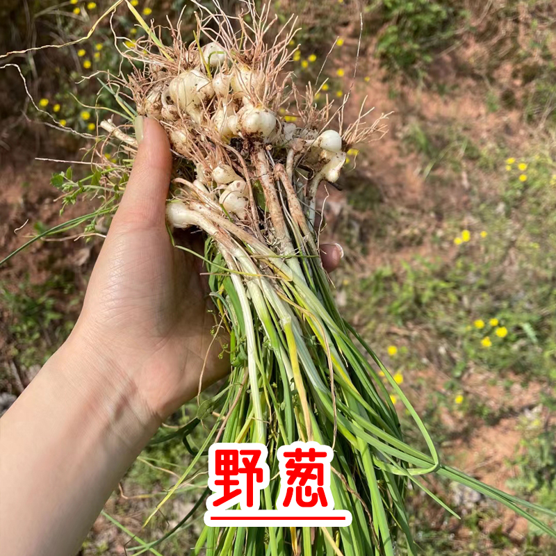 【现拌现发】野葱凉拌折耳根辣椒酱新鲜鱼腥草节节根即食凉菜400g - 图1