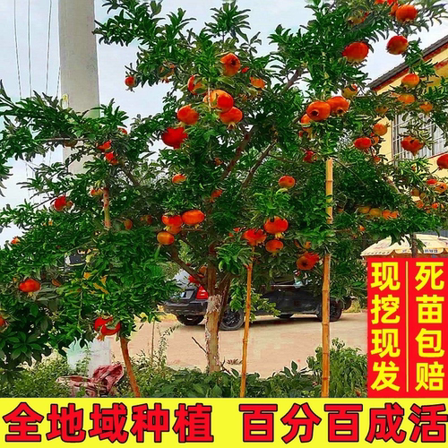 石榴树树苗突尼斯软籽石榴苗特大带土盆栽庭院果树无籽甜石榴树苗 - 图1