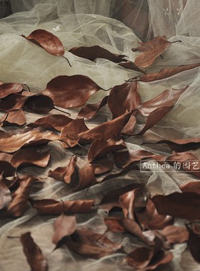 枯树叶真树叶落叶标本秋冬装饰墙
